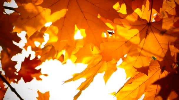 Sonbahar Sarı Akçaağaç Rüzgarda Sallayarak Bırakır Güneş Işınları Ağacının Yaprakları — Stok video
