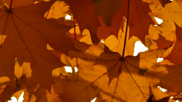 Otoño Hojas Arce Amarillo Ondeando Viento Los Rayos Del Sol — Vídeos de Stock