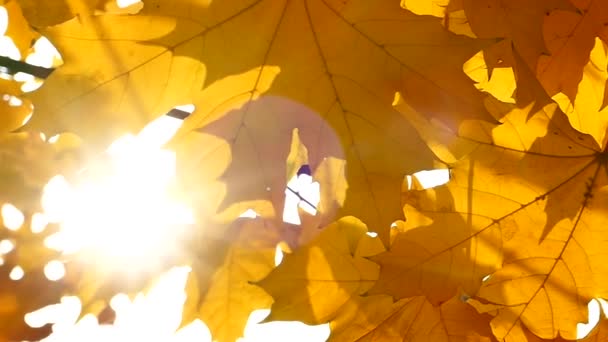 Herfst Gele Maple Laat Wuiven Wind Zonnestralen Maken Hun Weg — Stockvideo