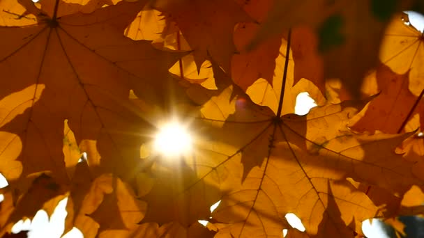 黄色のもみじ葉の風になびかせています 太陽の光は ツリーの葉を通して方法を作る 開花紅葉 美しい黄金と暖かい秋 — ストック動画