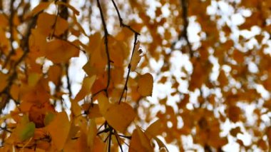 Sonbahar. Ağaç dallarındaki sarı yapraklar. Rüzgar, bir gölün suyunda bir huş ağacını çırpar. Güzel sonbahar manzarası.