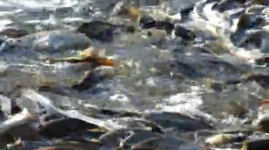 Gölette bir sürü balık var. Gölet çoraplı Balık gölün yüzeyine sıçrıyor.