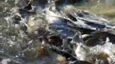 Gölette bir sürü balık var. Gölet çoraplı Balık gölün yüzeyine sıçrıyor.