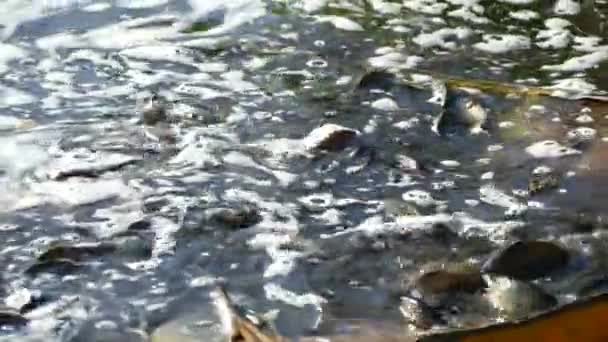 池にはたくさんの魚がいる ポンドストッキング 湖の表面にスプラッシュ魚 — ストック動画