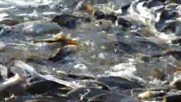 池にはたくさんの魚がいる ポンドストッキング 湖の表面にスプラッシュ魚 — ストック動画