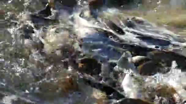 Muitos Peixes Lagoa Meia Lagoa Peixes Salpicando Superfície Lago — Vídeo de Stock