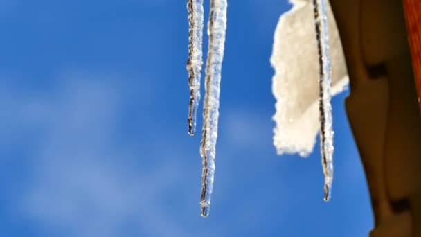 Melted Water Drips Icicles Snow Melts Falls Roof Spring Thaw — Stock Video