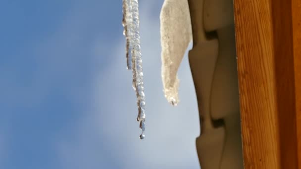 Schmelzwasser Tropft Von Eiszapfen Schnee Schmilzt Und Fällt Vom Dach — Stockvideo