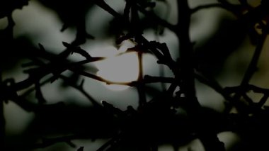 Karanlık ağaç dallarında güneş parlıyor.