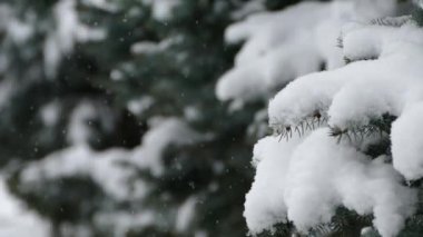 Bir Noel ağacının dallarına kar taneleri düşer. Kış karı. Ağaçlar karla kaplı..