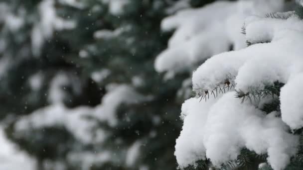 Bir Noel Ağacının Dallarına Kar Taneleri Düşer Kış Karı Ağaçlar — Stok video