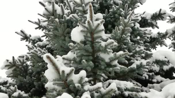 Schneeflocken Fallen Auf Die Äste Eines Weihnachtsbaums Winterlicher Schneefall Die — Stockvideo