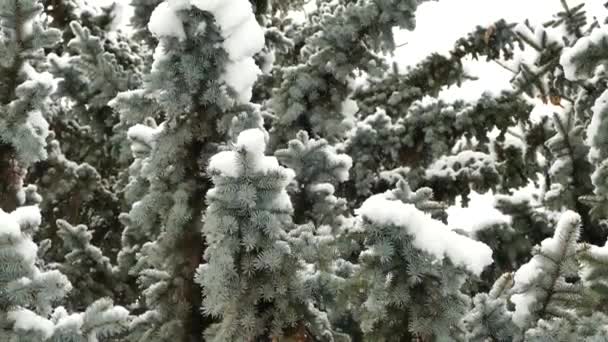 Снежинки Падают Ветки Рождественской Елки Зимний Снег Деревья Покрыты Снегом — стоковое видео