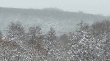 Ormanda şiddetli kar yağışı var. Kış başlangıcı. Çıplak ağaçlara kar yağar.