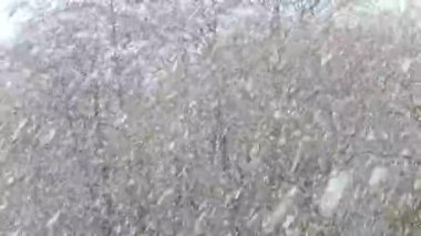 Ormanda şiddetli kar yağışı var. Kış başlangıcı. Çıplak ağaçlara kar yağar.