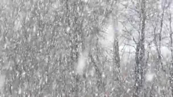 Сильный Снегопад Лесу Ранняя Зима Снег Падает Голые Деревья — стоковое видео