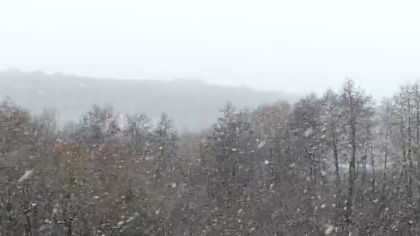 Kraftigt Snöfall Skogen Tidig Vinter Snö Faller Kala Träd — Stockvideo