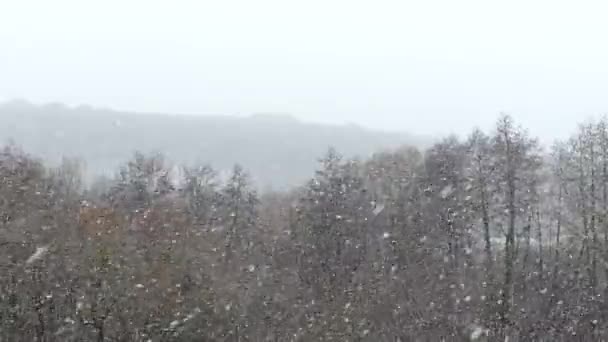 Fortes Chutes Neige Dans Forêt Début Hiver Neige Tombe Sur — Video