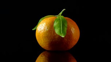 Yeşil yapraklı, olgun, güzel mandalinalar. Siyah arkaplanda kitruslar.