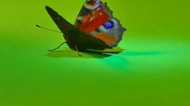 Hermosa mariposa sobre fondo verde y negro. Mantenga la mariposa en la palma y las manos. Alas de mariposa acariciando con el dedo. Clave cromo . — Vídeos de Stock