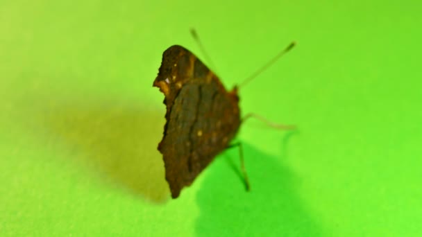 Borboleta bonita em fundo verde e preto. Mantenha a borboleta na palma da mão. Asas de borboleta com o dedo. Chave cromada . — Vídeo de Stock