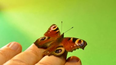 Yeşil ve siyah arka plan üzerinde güzel kelebek. Kelebek palmiye ve elleri üzerinde tutun. Kelebek kanatları, parmağınızla okşayarak. Krom anahtar.