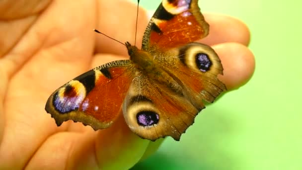 Piękny motyl na zielone i czarne tło. Zachować motyl na dłoni i rąk. Głaskanie skrzydła motyla z palca. Klucz chrom. — Wideo stockowe