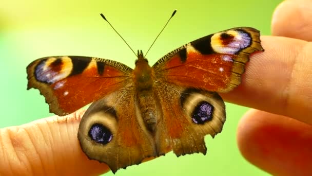 Piękny motyl na zielone i czarne tło. Zachować motyl na dłoni i rąk. Głaskanie skrzydła motyla z palca. Klucz chrom. — Wideo stockowe