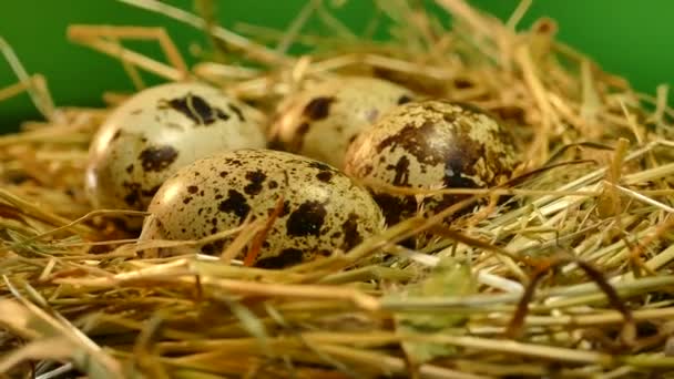 Vejce Hnízdě Křepelčí Vejce Leží Seně Hnízdo Volně Žijících Ptáků — Stock video