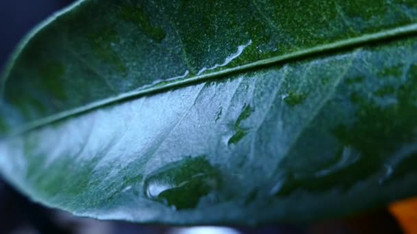 Rijpe mooie mandarijnen met groene bladeren. Citruses op een zwarte achtergrond. Groene achtergrond, groen scherm en chroom keyer. — Stockvideo