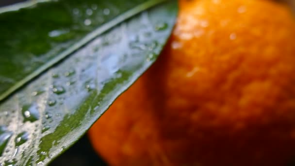 Maturi bei tangerini con foglie verdi. Agrumi su sfondo nero. Sfondo verde, schermo verde e chiglia cromata . — Video Stock