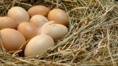 Yuvadaki tavuk yumurtaları. Yumurtalar yakın. Tavuk kümesinden yumurta toplayın. Saman üzerinde tüyleri olan çok renkli yumurtalar..