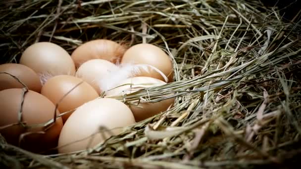 Telur Ayam Sarang Telur Menutup Mengumpulkan Telur Dari Kandang Ayam — Stok Video