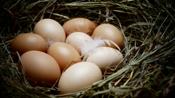 Kycklingägg Boet Ägg Nära Håll Samla Ägg Från Hönshuset Flerfärgade — Stockvideo