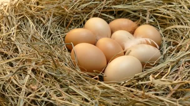 鸡蛋在窝里 蛋靠拢了 从鸡舍收集鸡蛋 五彩斑斓的蛋 上面有羽毛 — 图库视频影像