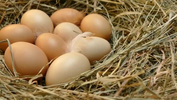 Yuvadaki Tavuk Yumurtaları Yumurtalar Yakın Tavuk Kümesinden Yumurta Toplayın Saman — Stok video