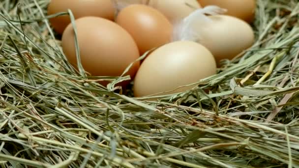 Kycklingägg Boet Ägg Nära Håll Samla Ägg Från Hönshuset Flerfärgade — Stockvideo