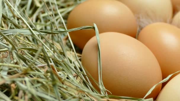 Kippeneieren Het Nest Eieren Sluiten Verzamel Eieren Uit Het Kippenhok — Stockvideo