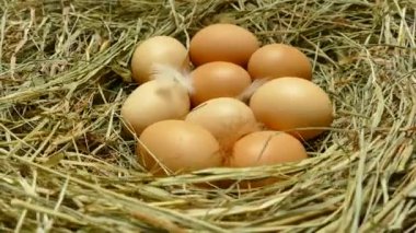 Yuvadaki tavuk yumurtaları. Yumurtalar yakın. Tavuk kümesinden yumurta toplayın. Saman üzerinde tüyleri olan çok renkli yumurtalar..