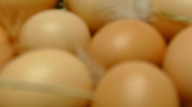 Yuvadaki tavuk yumurtaları. Yumurtalar yakın. Tavuk kümesinden yumurta toplayın. Saman üzerinde tüyleri olan çok renkli yumurtalar..