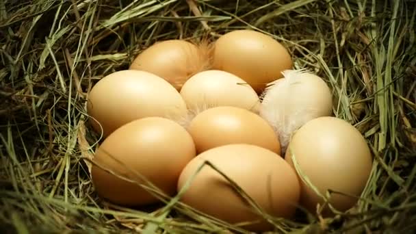 Huevos Pollo Nido Los Huevos Acercan Recoge Los Huevos Del — Vídeo de stock