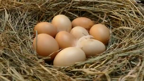 Kycklingägg Boet Ägg Nära Håll Samla Ägg Från Hönshuset Flerfärgade — Stockvideo