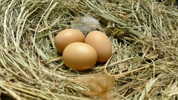 Chicken Eggs Nest Eggs Close Collect Eggs Chicken Coop Multicolored — Stock Video