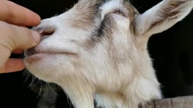 Beyaz keçi. El bir keçi yüzünü okşayarak. Ahırdaki keçi.