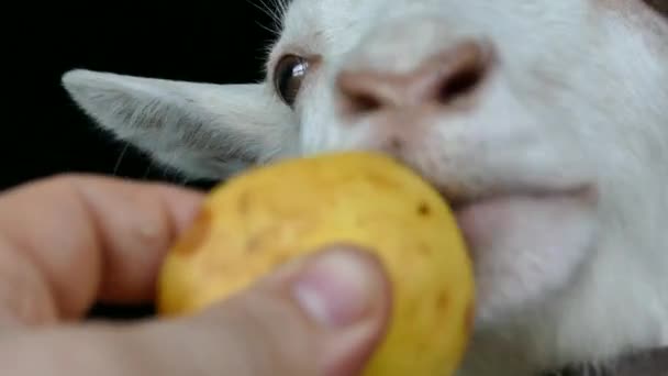 Біла коза на білому тлі. Рука погладжує обличчя козла. Коза в сарай . — стокове відео