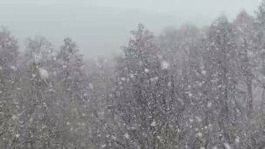 Büyük kar taneleri gökten düşüyor. Ağır kar yağışı