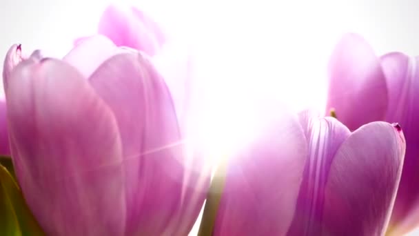 Фиолетовые тюльпаны. Солнечные лучи пробиваются сквозь весенние цветы. . — стоковое видео