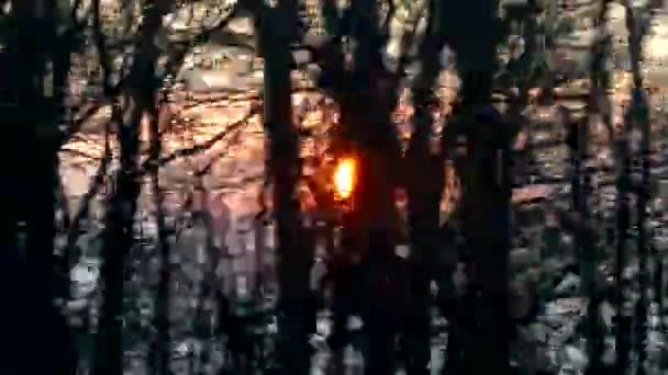 Paesaggio fuori dal finestrino di un treno in movimento. Il sole lampeggia tra gli alberi . — Video Stock