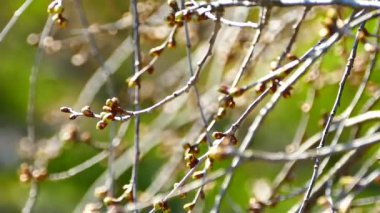 İlkbaharda, ağaçların dalları genç yapraklarla dolup taşar. Baharın uyanışı. Yeşil Orman.