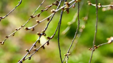 İlkbaharda, ağaçların dalları genç yapraklarla dolup taşar. Baharın uyanışı. Yeşil Orman.